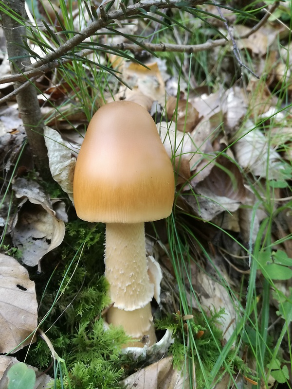 muchotrávka oranžová Amanita crocea (Quél.) Singer