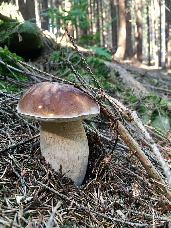 hríb dubový Boletus reticulatus Schaeff.