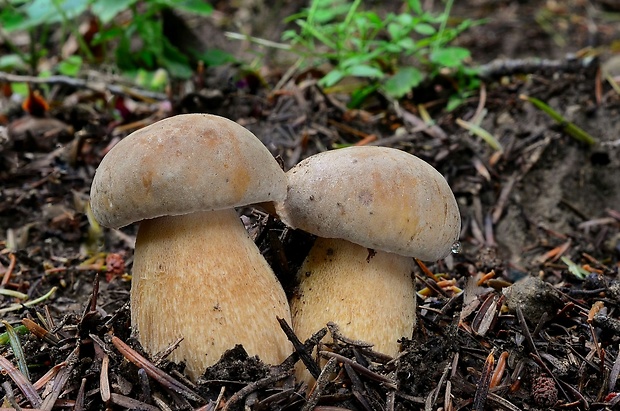 hríb dubový Boletus reticulatus Schaeff.