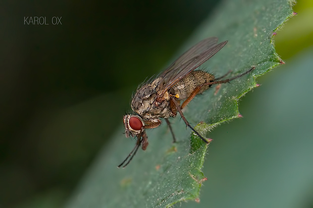 kvetárka Botanophila fugax