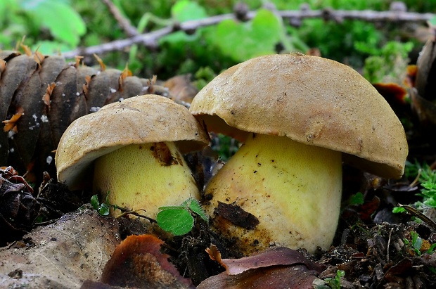 hríb horský Butyriboletus subappendiculatus (Dermek, Lazebn. & J. Veselský) D. Arora & J.L. Frank