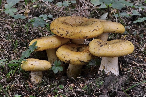 rýdzik rapavý Lactarius scrobiculatus (Scop.) Fr.