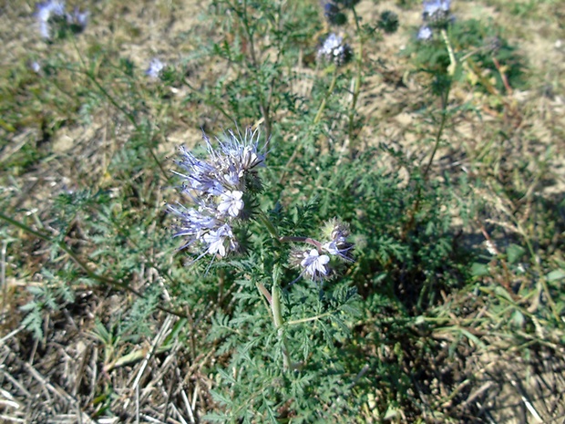 facélia vratičolistá Phacelia tanacetifolia Benth.