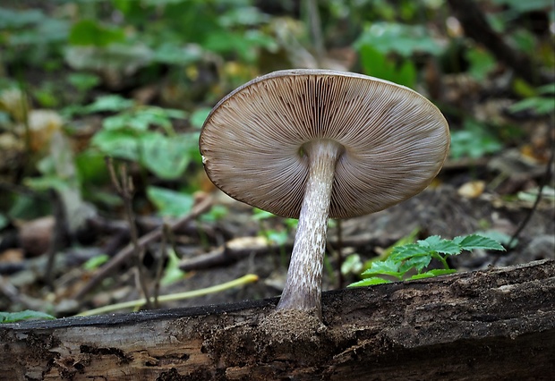 štítovka jelenia Pluteus cervinus (Schaeff.) P. Kumm.