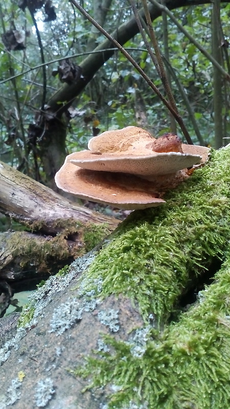 trúdnik Polyporus sp.