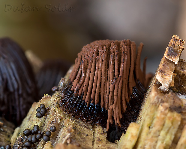 pazderka Stemonitis sp.