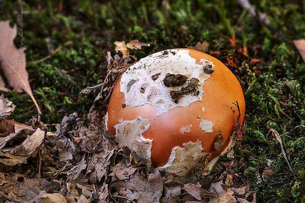 muchotrávka cisárska Amanita caesarea (Scop.) Pers.