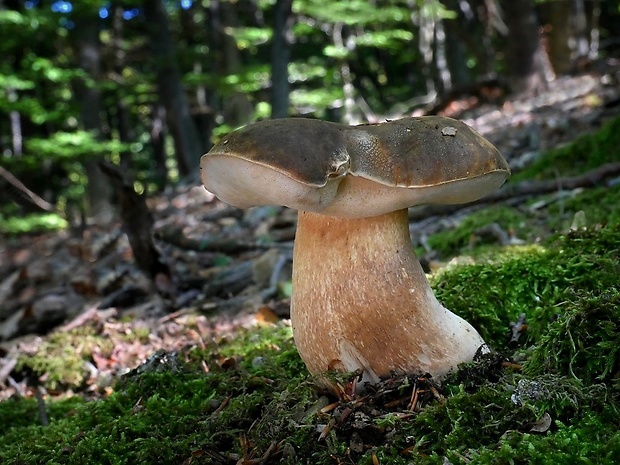 hríb bronzový Boletus aereus Bull. ex Fr.