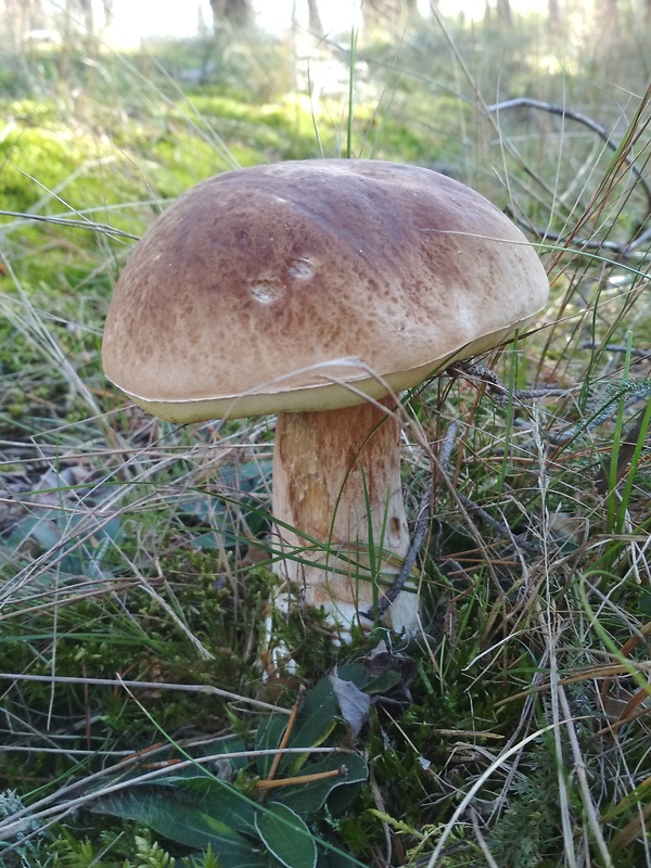 hríb smrekový Boletus edulis Bull.