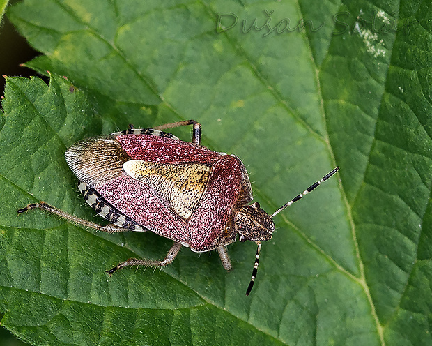 bzdocha obyčajná Dolycoris baccarum (Linnaeus, 1758)