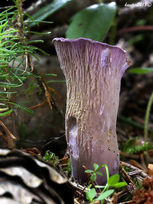 lievikovec kyjakovitý Gomphus clavatus (Pers.) Gray