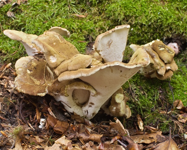 krásnopórovec zelenohnedý Laeticutis cristata (Schaeff.) Audet