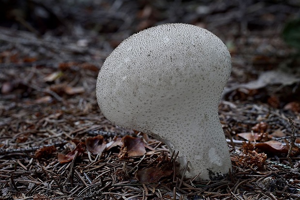 rozpadavec stopkatý Lycoperdon excipuliforme (Scop.) Pers.