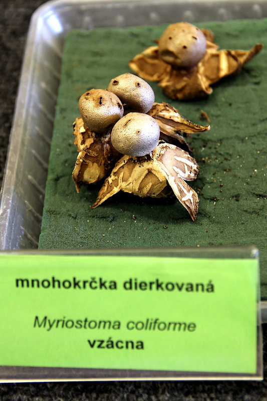 mnohokrčka dierkovaná Myriostoma coliforme