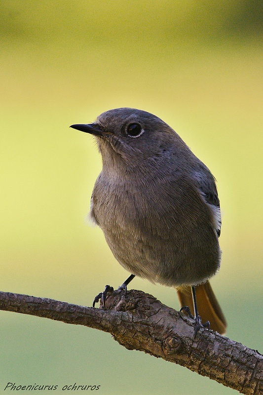 žltochvost domový Phoenicurus ochruros