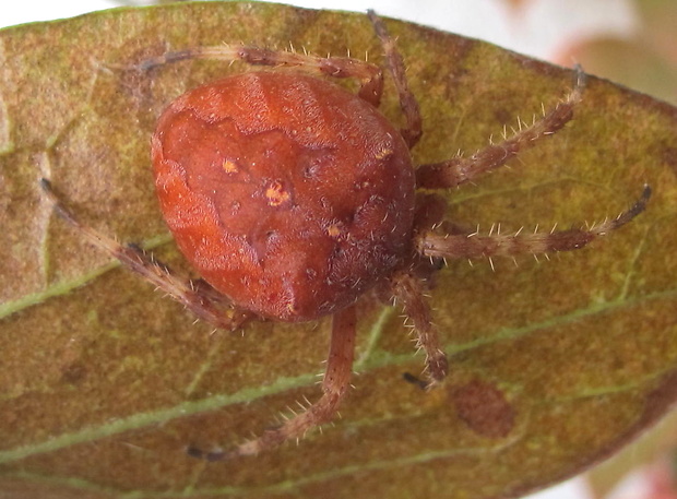 kriziak obycajny Araneus diadematus(Araneidae)