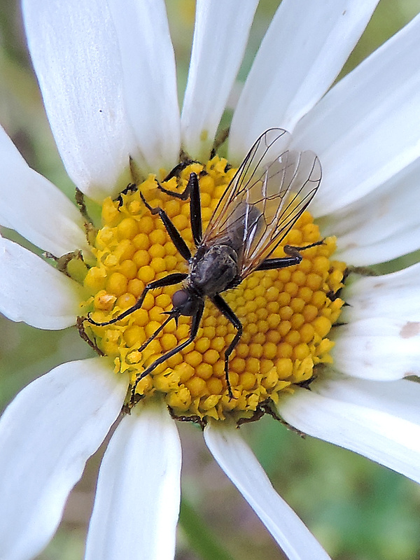 krúživka obyčajná / kroužilka běžná ♂ Empis (Euempis) tessellata Fabricius, 1794