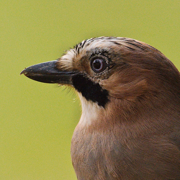 sojka obyčajná Garrulus glandarius