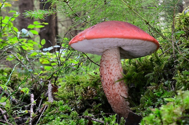 kozák dubový Leccinum aurantiacum (Bull.) Gray