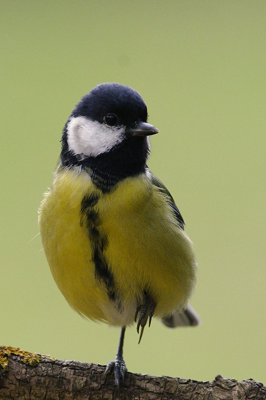 sýkorka veľká Parus major