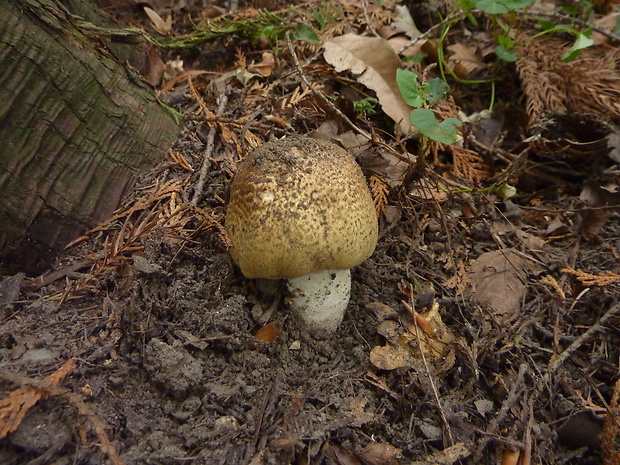 pečiarka obrovská Agaricus augustus Fr.