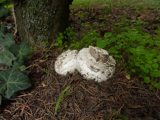 pečiarka smradľavá Agaricus bernardii Quél.