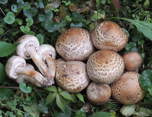 pečiarka trsovitá Agaricus bohusii Bon