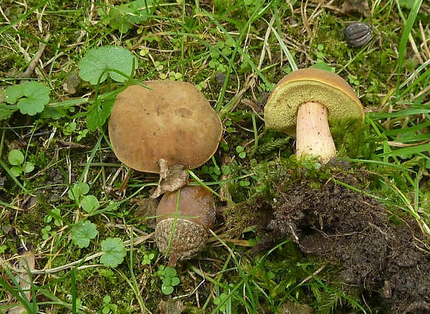 suchohríb Burtiboletus bubalinus?