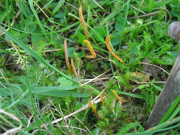 kyjačik Clavaria sp.