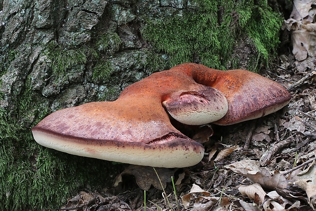 pečeňovec dubový Fistulina hepatica (Schaeff.) With.