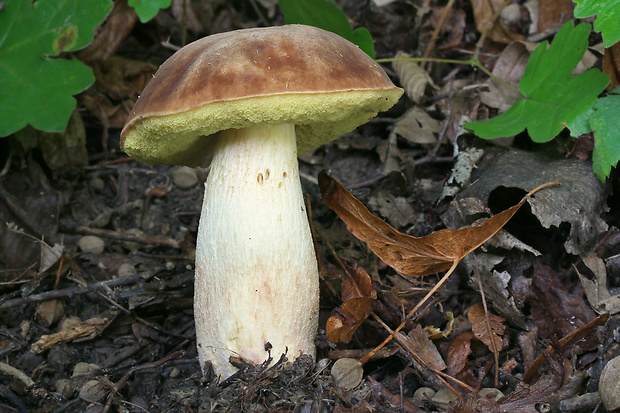 hríb jamkatý Hemileccinum depilatum (Redeuilh) Šutara