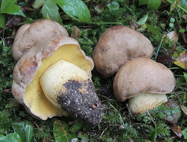 hríb plavý Hemileccinum impolitum (Fr.) Šutara