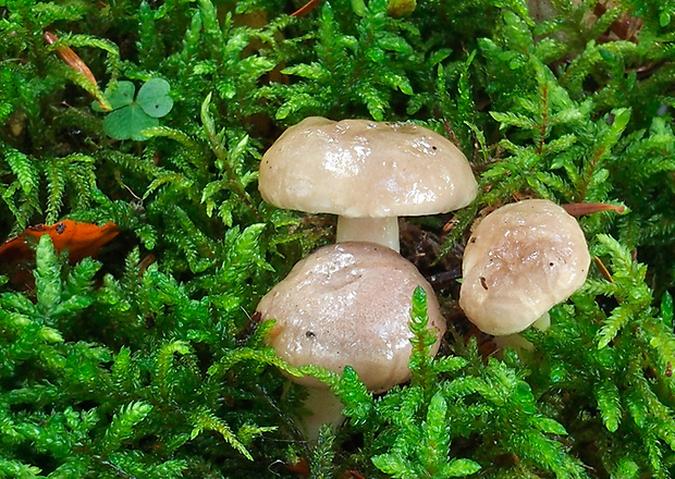 rýdzik mazľavý Lactarius albocarneus Britzelm.