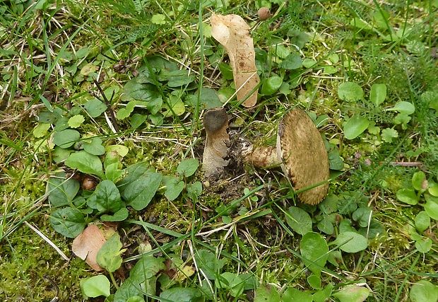 masliak lepkavý Suillus viscidus (L.) Roussel