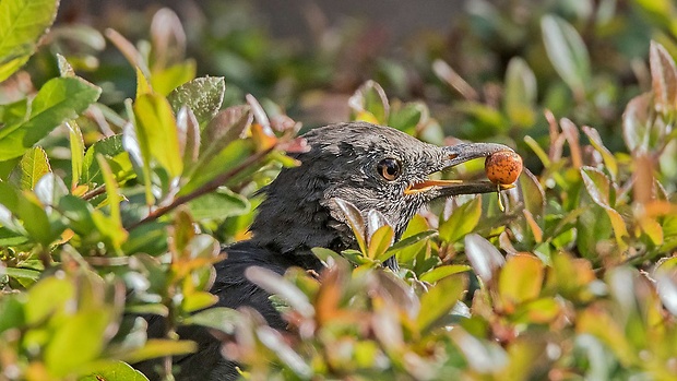 drozd čierny  Turdus merula