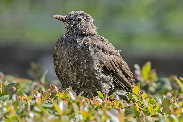 drozd čierny  Turdus merula