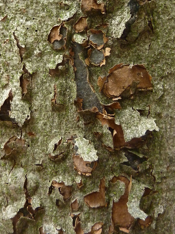 peniazovček Biscogniauxia nummularia? (Bull.) Kuntze