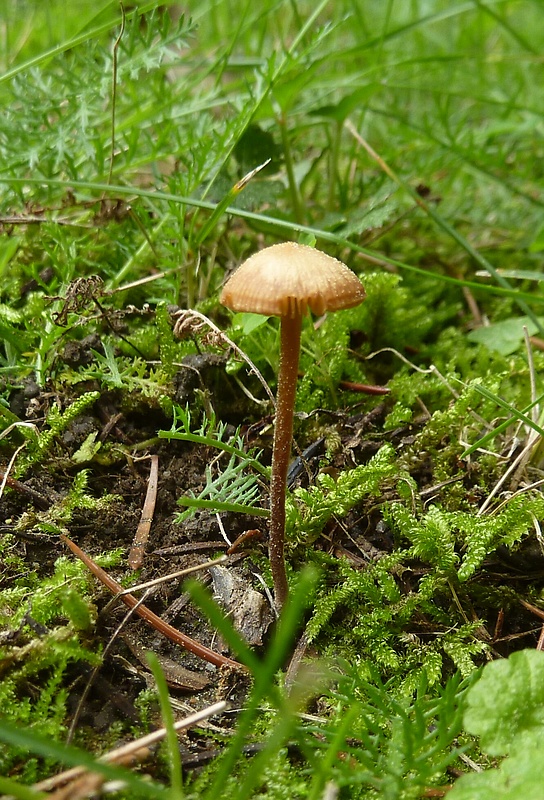 kapucňovec Conocybe juniana var. juniana (Velen.) Hauskn. & Svrček (1999)