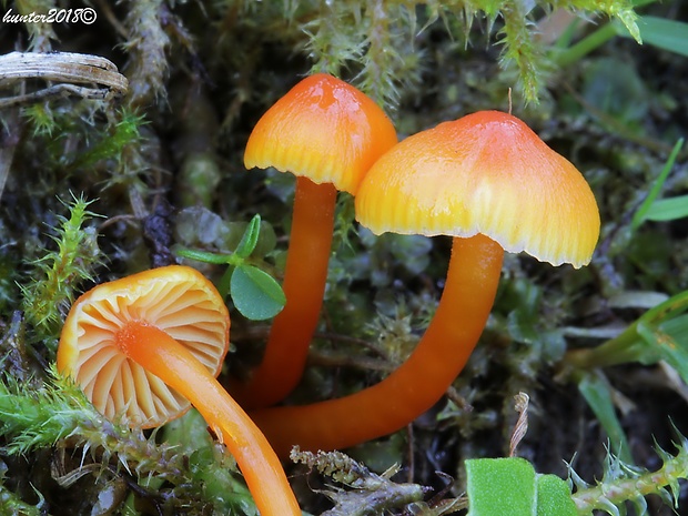 lúčnica Hygrocybe sp.