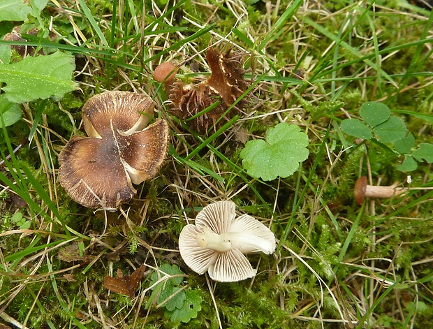 vláknica Inocybe sp.