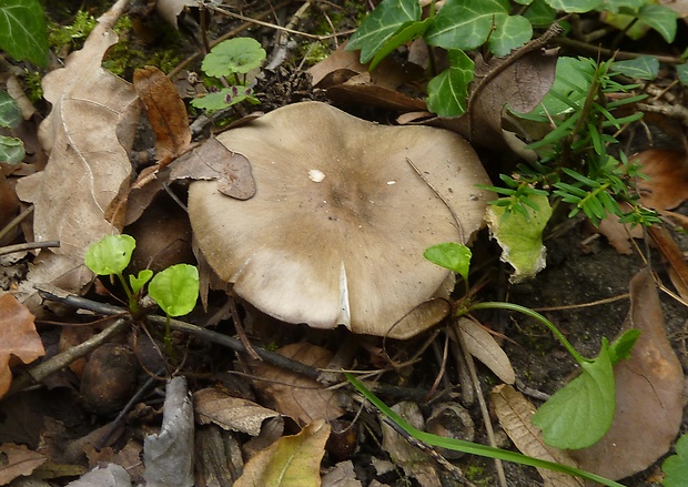 tmavuľka Melanoleuca sp.