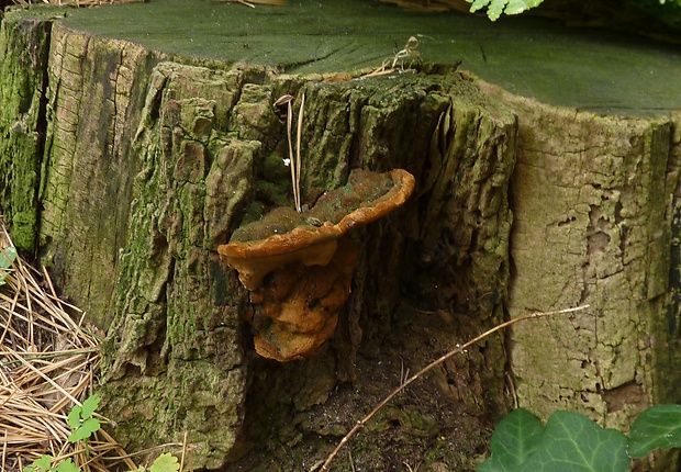 ohňovec hrboľkatý Phellinus torulosus (Pers.) Bourdot & Galzin