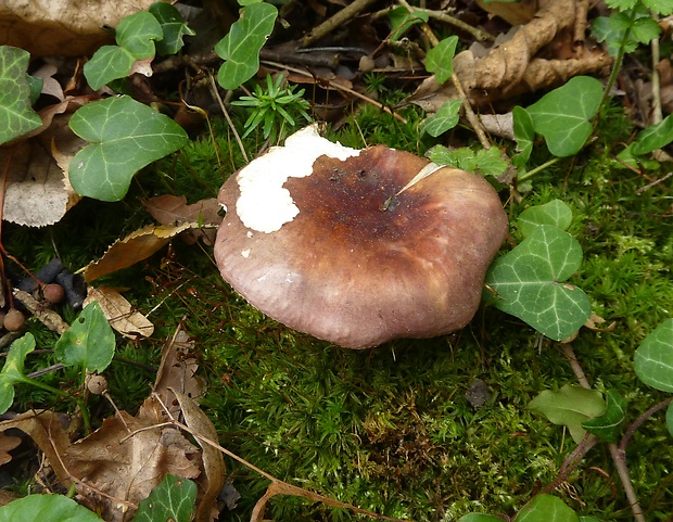 plávka Russula sp.