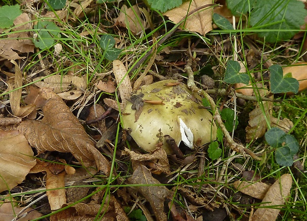 plávka Russula sp.