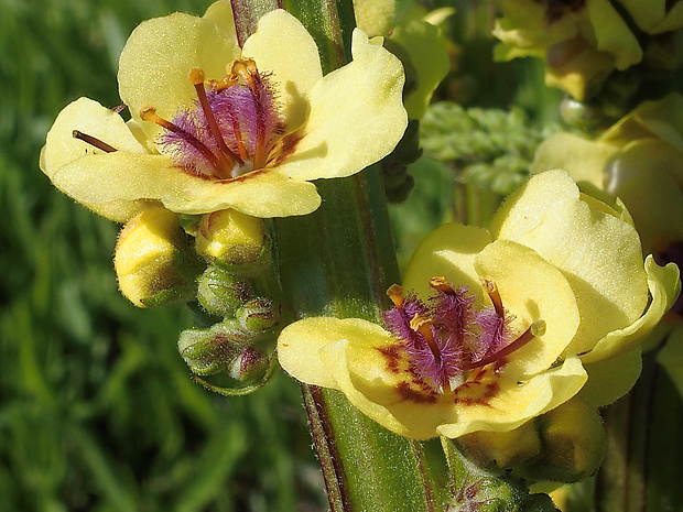 divozel čierny Verbascum nigrum L.