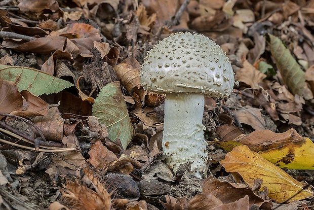 muchotrávka ostnatá Amanita echinocephala (Vittad.) Quél.