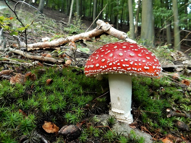 muchotrávka červená Amanita muscaria (L.) Lam.