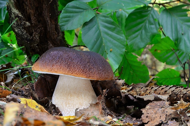 hríb smrekový Boletus edulis Bull.