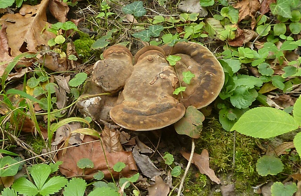 lesklokôrovka plochá Ganoderma applanatum (Pers.) Pat.