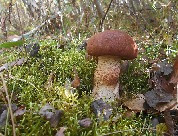 kozák dubový Leccinum aurantiacum (Bull.) Gray